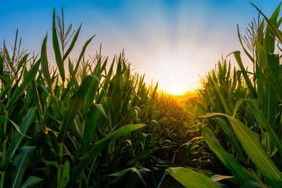 Corn Extending Gains Early on Thursday